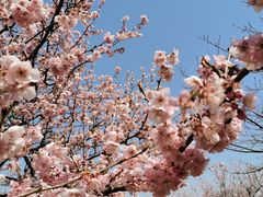 -上海辰山植物园