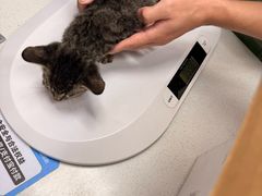 -瑞鹏宠物医院·骨科·猫科·内科(第一中心)