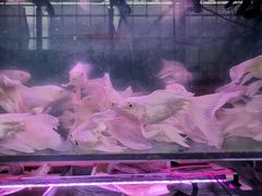 -煲来饱去冷水鱼