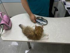 -中农国际动物医院24小时·猫科·骨科·急重症中心