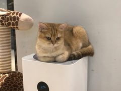 -momokira米努特·德文卷毛猫·棉花面纱犬