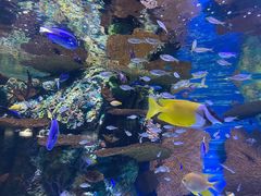 -上海海洋水族馆