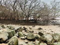 -宝安西湾红树林湿地公园