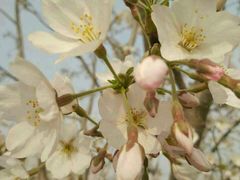 -古柏渡飞黄旅游区