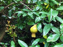 -三圣花乡旅游区