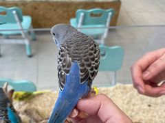 -怪兽屋·羊驼·猫咖·狗咖(俊华广场店)