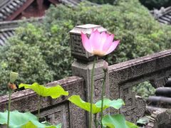 -韬光茶庵