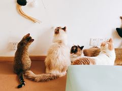 -猫在这儿猫咪咖啡馆·撸猫馆