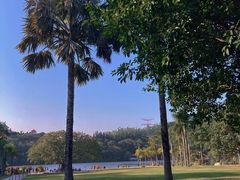 -深圳仙湖植物园