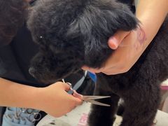 -FAELING PETS美天灵宠物(富力广场店)