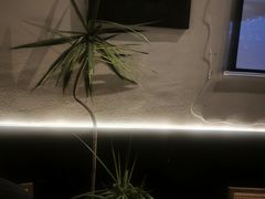 -希屿·Xislands融合餐厅
