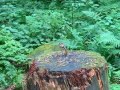 -五营红松林海景区