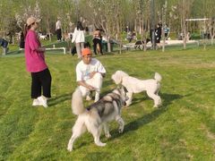 -爪吧宠物乐园·宠物泳池(温榆河示范区店)