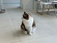 -怪兽屋·羊驼·猫咖·狗咖(俊华广场店)