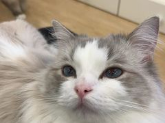 -有喵·猫咖·狗咖·30几只猫10只小狗(岗厦店)