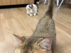 -唐小姐の私宠·宠物洗护美容·撸猫馆·购宠(周浦万达旗舰店)