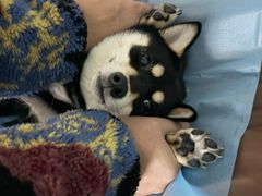 -达爱动物医院·犬猫分区·CT·复杂眼科(远洋山水分院)