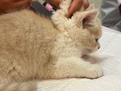 -宠爱国际动物医院·消化内科·心肾内科·ISFM猫友好(望京店)