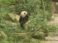 -都江堰中华大熊猫苑