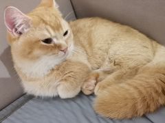 -MOCHA明星猫咖(田子坊店)