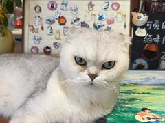 -有猫主题·治愈系猫咖(曾厝垵店)