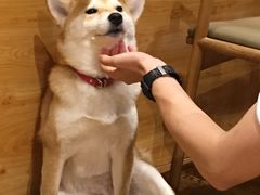 -柴务处·柴犬主题狗咖