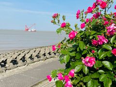 -上海滨江森林公园