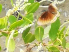 -北海金海湾红树林生态旅游区