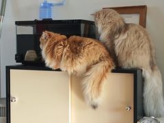 -宠爱国际动物医院·消化内科·心肾内科·ISFM猫友好(望京店)