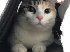 -纳吉亚猫专科动物诊疗中心(蒋宅口分院)