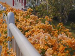 -成裕雪糕店(士多店)