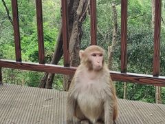 -普洱太阳河森林公园