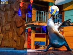 -烟台海昌鲸鲨海洋公园