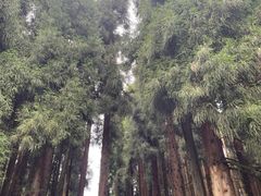 -武陵山森林公园