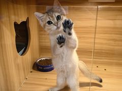 -猫十亿·布偶金渐层·曼基康矮脚猫舍(青年路店)