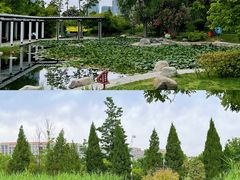 -郑东新区湿地公园