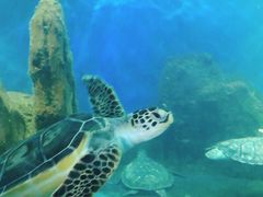 -广东惠东海龟国家级自然保护区