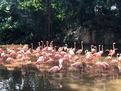 -新加坡飞禽公园