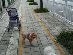 -瑞鹏宠物医院华南总院·夜诊·心脏科·骨科