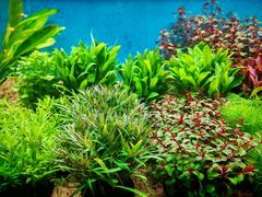 -双季花艺园艺市场(浦东店)