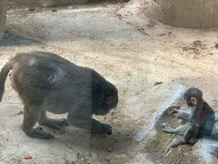 -石家庄市动物园