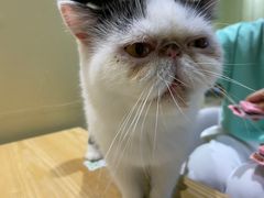 -藏猫猫咖啡主题馆(中央大道店)