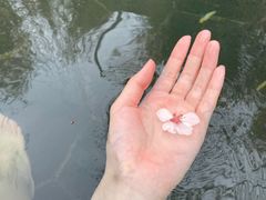 -大连金石滩绿发温泉假日酒店