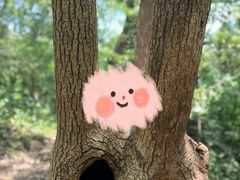 -上海佘山国家森林公园天马山园