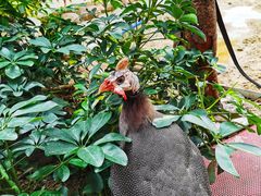 -正佳雨林生态植物园