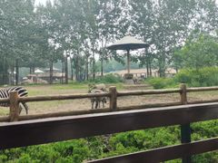 -大连森林动物园