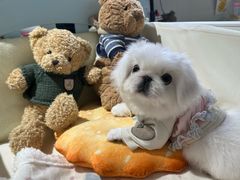 -读宠于你·约克夏比熊·睫角守宫·爬宠售卖(高新店)