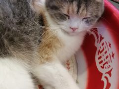 -平行世界·猫咖(首经贸店)