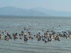 -深圳湾公园(南山区)