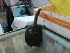 -长兴慧子土特产茶行